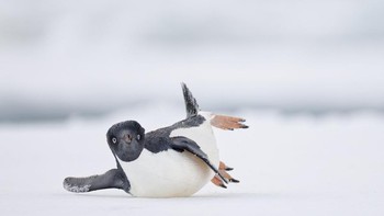 Peraih Emas kategori Comedy Bird Photo diraih Nadia Haq dari AS. Seekor penguin adélie meluncur di atas es di Antartika Foto: Bird Photographer of the Year
