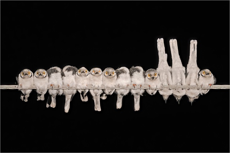 Bird Photographer of the Year 2024