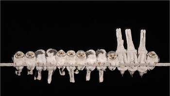 Peraih Perunggu kategori Comedy Bird Photo diraih Gary Collyer dari Inggris. Dia mengabdikan Helmshrikes berkumpul di Afrika Selatan Foto: Bird Photographer of the Year