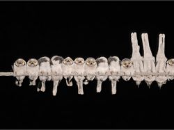 Karya Memukau Kontes Foto Burung, Ada di Indonesia