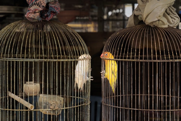 Bird Photographer of the Year 2024