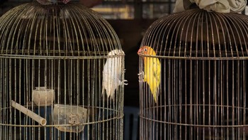 Peraih Silver kategori Conservation diraih Cheng Kang dari Australia. Dia mengabdikan sepasang sejoli, dalam kandang terpisah, di pasar burung di Bali.  Foto: Bird Photographer of the Year