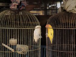 Karya Memukau Kontes Foto Burung, Ada di Indonesia