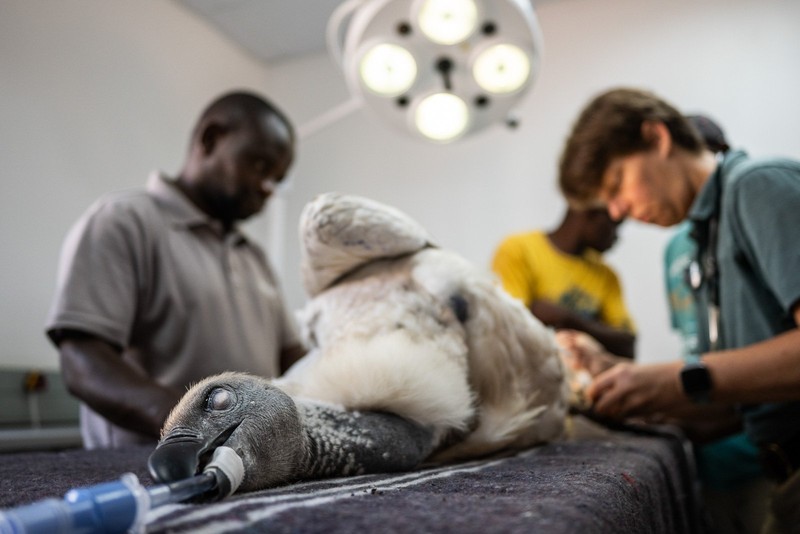 Bird Photographer of the Year 2024