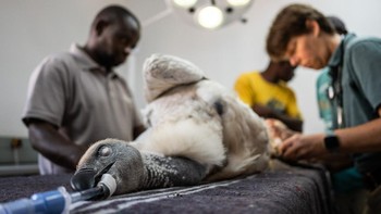 Conservation Award diraih Chris Eley dari inggris. Dia membuat serangkaian foto yang mendokumentasikan bahaya kabel listrik bagi burung pemakan bangkai Foto: Bird Photographer of the Year