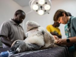 Karya Memukau Kontes Foto Burung, Ada di Indonesia