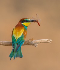 Bird Photographer of the Year 2024
