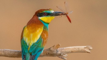 Peraih Perunggu kategori 15-17 tahun diraih Daniel Martinez dari Spanyol. Foto: Bird Photographer of the Year