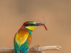 Karya Memukau Kontes Foto Burung, Ada di Indonesia
