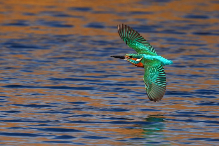 Bird Photographer of the Year 2024