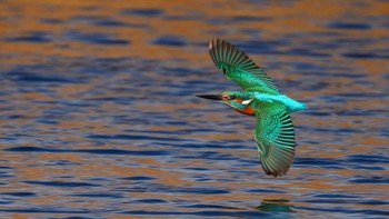 Peraih Perunggu kategori 11 dan di bawah diraih Julian Mendla dari Jerman. Foto: Bird Photographer of the Year