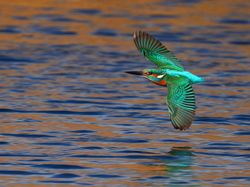Karya Memukau Kontes Foto Burung, Ada di Indonesia