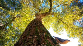 Young Bird Photographer of the Year 2024 diberikan kepada fotografer Spanyol berusia 14 tahun Andrés Luis Domínguez Blanco untuk sudut kreatifnya pada nuthatch yang menuruni pohon ek. Foto: Bird Photographer of the Year