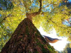 Karya Memukau Kontes Foto Burung, Ada di Indonesia