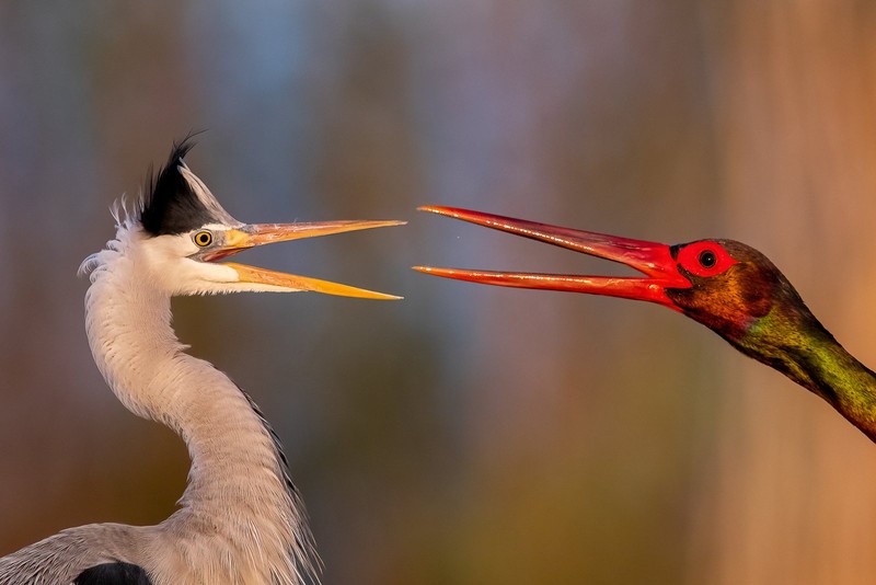 Bird Photographer of the Year 2024