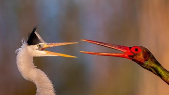 Portfolio terbaik diraih Bence Mate dari Hungaria. Foto: Bird Photographer of the Year