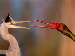 Karya Memukau Kontes Foto Burung, Ada di Indonesia