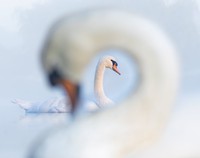 Bird Photographer of the Year 2024