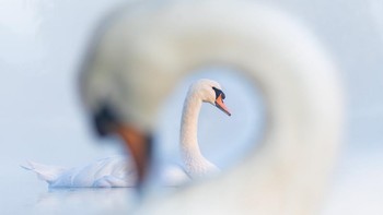 Peraih Silver kategori Potret Terbaik diraih Samuel Stone dari Inggris.  Foto: Bird Photographer of the Year