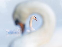 Karya Memukau Kontes Foto Burung, Ada di Indonesia