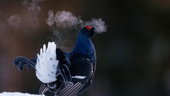 Peraih Bronze kategori Potret Terbaik diraih Markus Varesvuo dari Finlandia. Foto: Bird Photographer of the Year