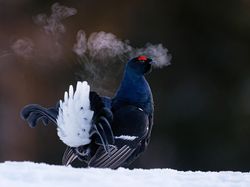Karya Memukau Kontes Foto Burung, Ada di Indonesia