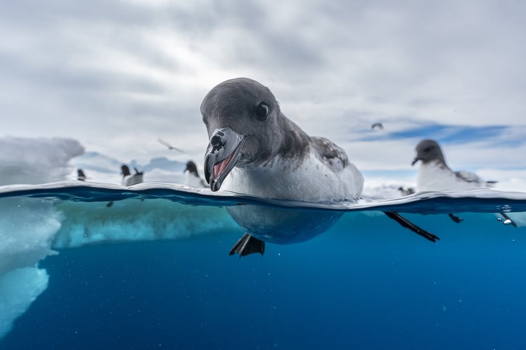 Bird Photographer of the Year 2024