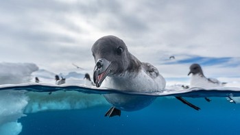 Peraih Bronze kategori Birds in The Environment diraih Jonas Beyer dari Denmark. Foto: Bird Photographer of the Year