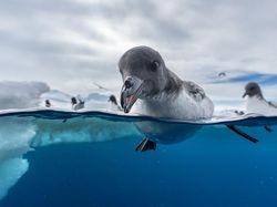 Karya Memukau Kontes Foto Burung, Ada di Indonesia