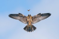 Bird Photographer of the Year 2024