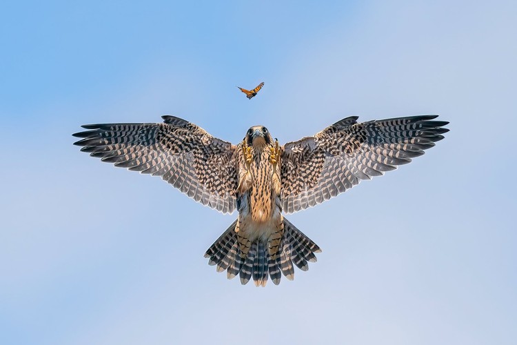 Bird Photographer of the Year 2024