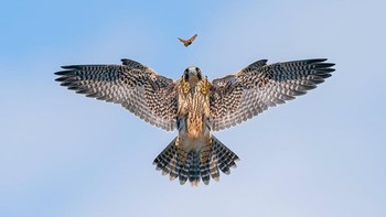 Peraih Silver kategori Perilaku Burung diraih Jack Zhi dari AS. Dia mengabadikan seekor elang peregrine yang masih muda mengejar seekor kupu-kupu di California Selatan. Foto: Bird Photographer of the Year