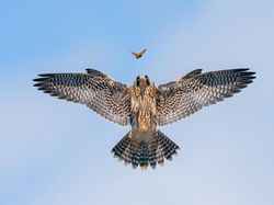 Karya Memukau Kontes Foto Burung, Ada di Indonesia