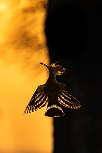 Bird Photographer of the Year 2024
