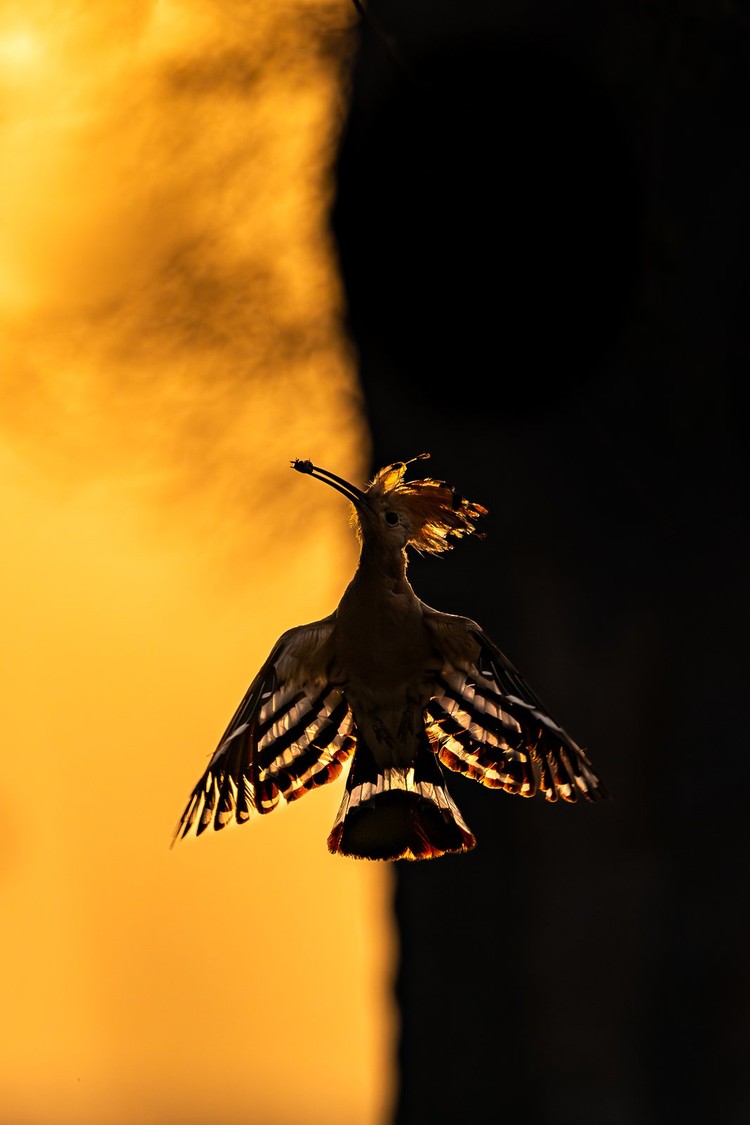 Bird Photographer of the Year 2024