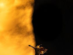 Karya Memukau Kontes Foto Burung, Ada di Indonesia