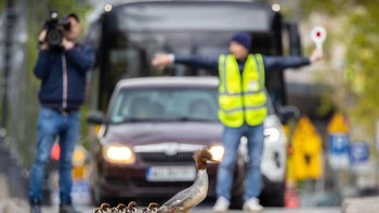 Peraih Gold kategori Urban Birds diraih Grzegorz Dlugosz dari Polandia. Seekor goosander menyeberang jalan dengan anak-anaknya. Foto: Bird Photographer of the Year