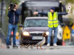Karya Memukau Kontes Foto Burung, Ada di Indonesia