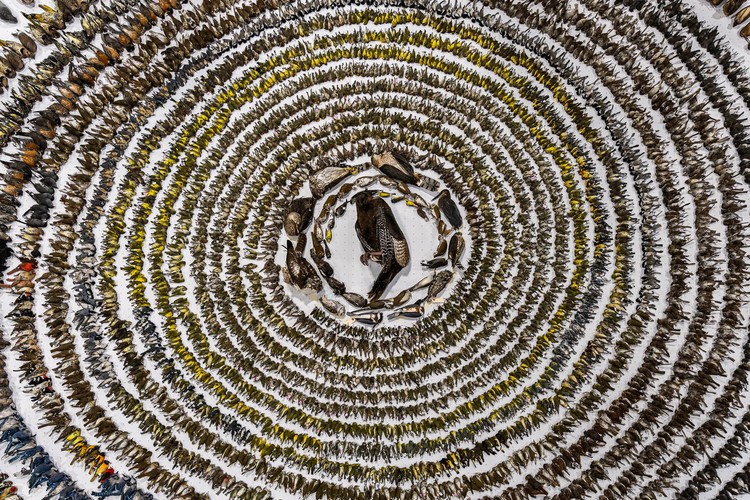 Bird Photographer of the Year 2024