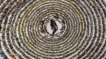 Foto karya Patricia Homonylo menunjukkan 4.000 burung yang mati karena bertabrakan dengan bangunan di Kanada telah memenangkan Bird Photographer of the Year 2024 Foto: Bird Photographer of the Year