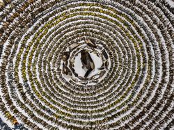 Karya Memukau Kontes Foto Burung, Ada di Indonesia