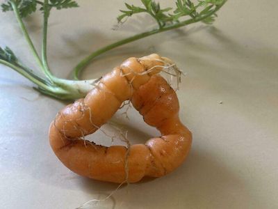 Tak Sesuai Ekspektasi! 10 Buah dan Sayuran Ini Gagal Dipanen