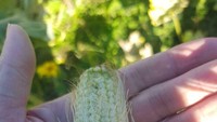 Jika biasanya jagung berbuah panjang, berbeda dengan yang ditanam seorang wanita di luar negeri. Jagung itu tumbuk pendek dan hanya memiliki 1 pipil jagung di bagian bawah bonggol. Foto: site news