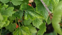 Netizen satu ini menyebutkan kalau dirinya berusaha memanen white currant selama 3,5 tahun. Hasilnya gagal, white currant itu tak banyak berbuah, hanya 4 butir saja. Foto: site news
