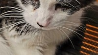 Begitu juga dengan tomat yang ukurannya tak normal ini. Tomat itu diletakkan di atas kepala kucing dan dipamerkan oleh netizen dengan akun @Successful_You8758. Foto: site news