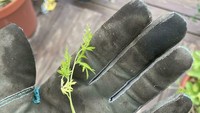 Netizen satu ini juga menemukan hasil panen wortelnya yang gagal. Wortelnya itu sudah memiliki tangkai dan daun, tapi ukuran wortelnya sangat kecil. Foto: site news