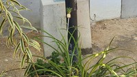 Nanas juga biasanya berbentuk besar ketika akan dipanen. Namun netizen dengan akun @theCOMBOguy ini membagikan potret buah nanas yang super kecil dan tetap tumbuh pada batangnya. Foto: site news