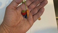 Netizen dengan akun media sosial JimmyJamJango pernah membagikan beberapa jenis buah yang gagal panen. Hal ini dikarenakan bentuknya yang super kecil, ada stroberi, blueberry, dan wortel. Foto: site news