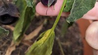 Satu lagi sayuran yang gagal dipanen dengan bentuk tak sesuai ekspektasi. Yaitu buah terong yang seharusnya tumbuh memanjang. Kali ini hanya bulat kecil seukuran tomat ceri. Foto: site news
