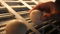 Peternak memeriksa telur merak putih (Pavo cristatus) di mesin penetas di kandang Ternak Merak Malang, Jawa Timur.  